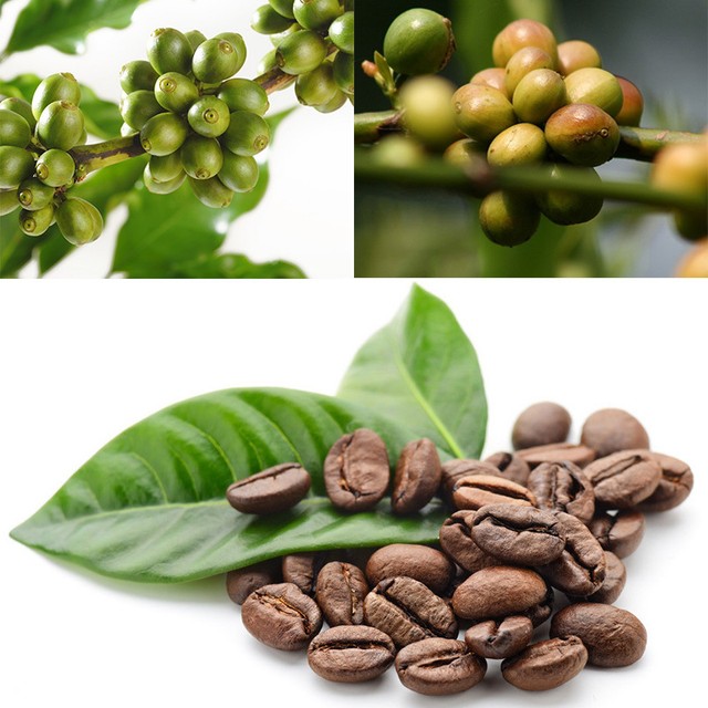 100Pcs Kona Coffee Bean Seeds Awesome Easy to Grow DIY ...