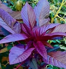 500+SEEDS  GARNET AMARANTH Amaranthus Tricolor Vegetable Microgreens Gardenseeds