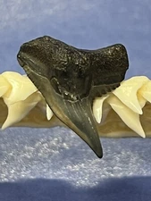 FOSSILIZED EXTINCT TIGER SHARK TOOTH..7/8 Inch From The Peace River Florida 