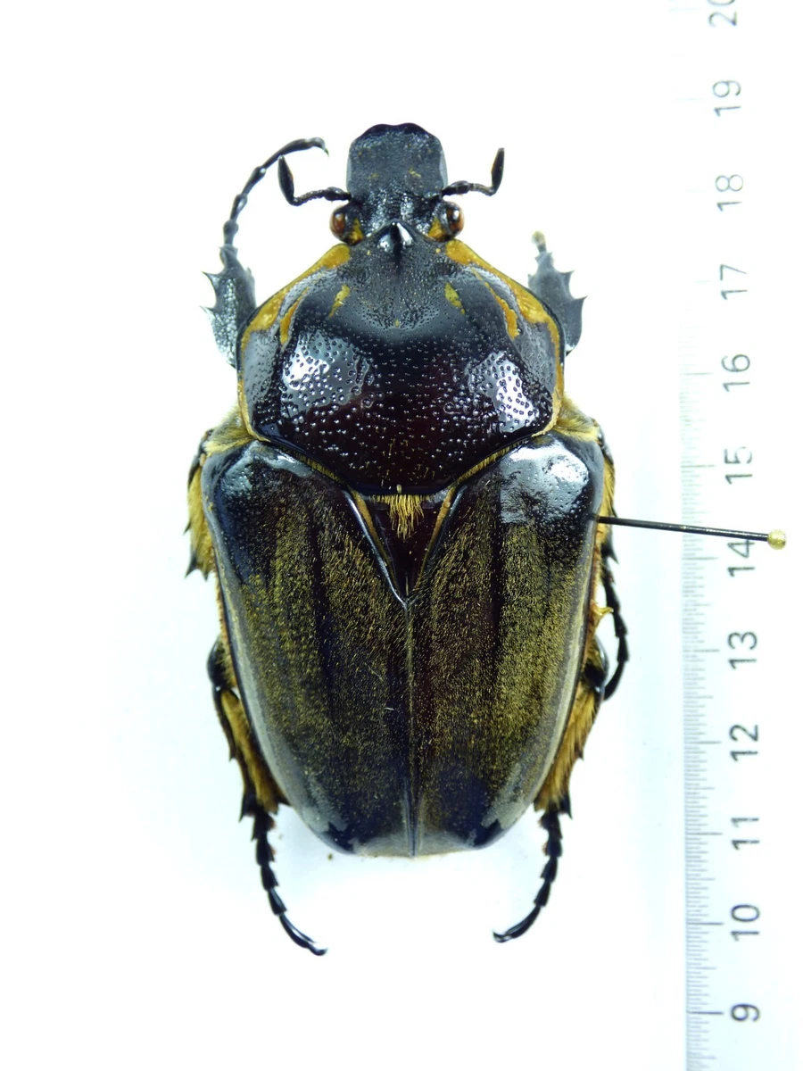 Goliathus Beetle for sale | eBay