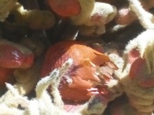 CYCAS REVOLUTA PALMA CICAS 2 SEMI GIGANTI E FRESCHI-