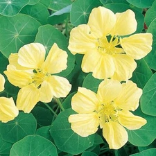 Moonlight Nasturtium Seeds | Creamy Yellow Flowers | Heirloom / Non-GMO | 1197