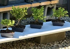 DWARF JAPANESE BOXWOOD PRE- BONSAI IN TRAINING POT- 10 AVAILABLE -FREE SHIPPING