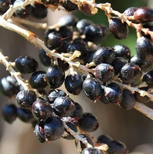 Washingtonia filibusta ‘Oregon' Palm COLD HARDY Seeds