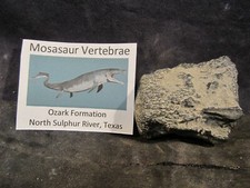 Dinosaur Bone Mosasaur Vertebrae Bone North Sulphur River Texas, US