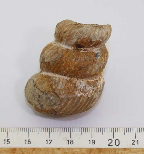 Ammonit, Eubostrychoceras indopacificum, Kreide, Coniac, Toliara,Madagaskar-L984 - Picture 6 of 6