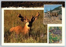 #3293f Sonoran Desert Mule Deer Maxi Card