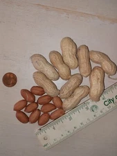 40+ Jumbo Bailey Virginia Peanut Seeds  For Planting ,Organic NON - GMO for 2025