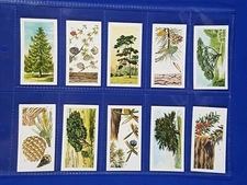 Brooke Bond PG Tips TREES IN BRITAIN BLACK BACK REPRINTS - Full Set of 50