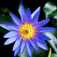 King Blue Tropical Waterlily Live Freshwater Plant Pond Indoor Decoration Flower