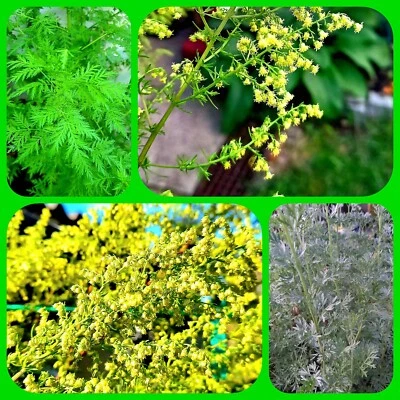 Beifuss, Einjährige Beifuß (Artemisia annua) Heilpflanze, Kräuter, BIO Samen