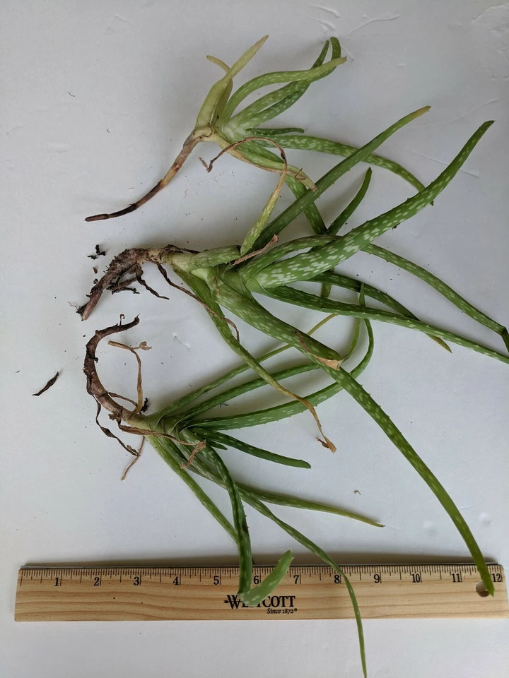 Set of 3 Aloe Vera Plants 6"-12" Rooted Succulent Pups Barbadensis - Live Plants - Image 2 of 2