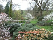 PHOTO  VALLEY IN THE GARDENS OF SHERWOOD HOUSE. THESE GARDENS ARE ALSO IN [[SX85