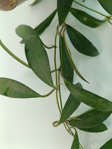 Hoya ANNCAJANOAE - Foto 4 di 7