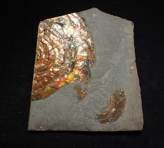 Atemberaubender schillernder Ammonit Fossil Psiloceras Jura Fossilien UK Ammolith Edelstein