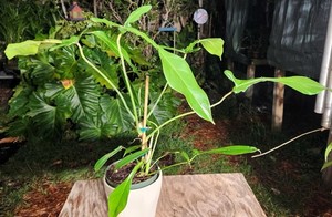 plant box schwarz Plant Box