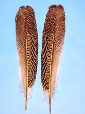 SMALL PAIR Great Argus Secondary Wing feather...