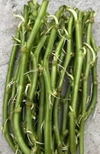 20 Rooted Sweet Potato Cutting Vines Tropical Plant Ready To Grow