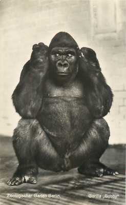 B514 Berlin Zoological Garden Gorilla Bobby photographic postcard