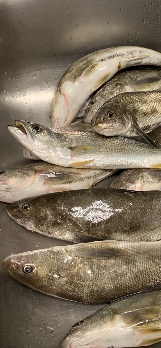 Henlopen Fishing Pier Cape Henlopen Bait Shop Surf Fishing Pompano