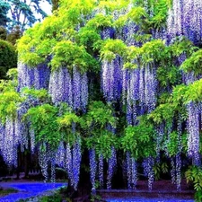5 Chinese Blue Wisteria sinensis Tree Seeds Fast Climber Flower Vine Hardy Plant
