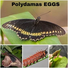 Battus: Pipevine Swallowtail, Battus Polydamas, Zetides Swallowtail, EGGS