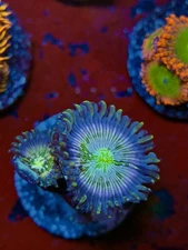 TNTcoral Frosted White Widow 2 Polyp Zoa Frag-WYSIWYG-Frag-Live Coral-LPS-SPS
