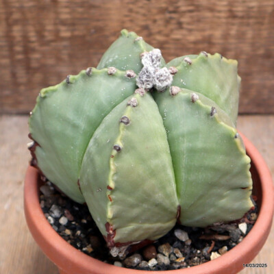 D2659 ASTROPHYTUM MYRIOSTIGMA NUDUM pot14-H11-W12 cm MaMa Cactus | eBay