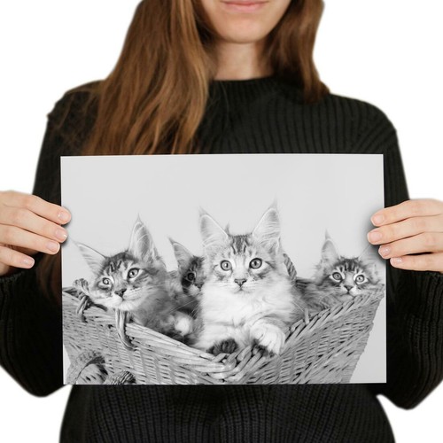 A4 BW - Cute Maine Coon Kittens Cats Poster 29.7X21cm280gsm #36970