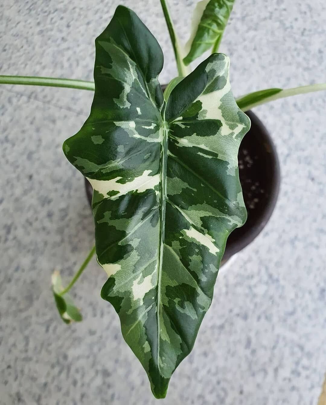 Foto 1 di 2