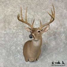 #25132 P | Texas Whitetail Deer Taxidermy Shoulder Mount For Sale