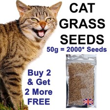 Cat Grass Seeds 50g - 2000* Seeds BUY 2 & GET 2 FREE -  FREE UK DELIVERY