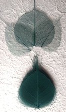 25 leaves Dark Green forest Po Bo Banyan Pho skeleton leaf see through Medium