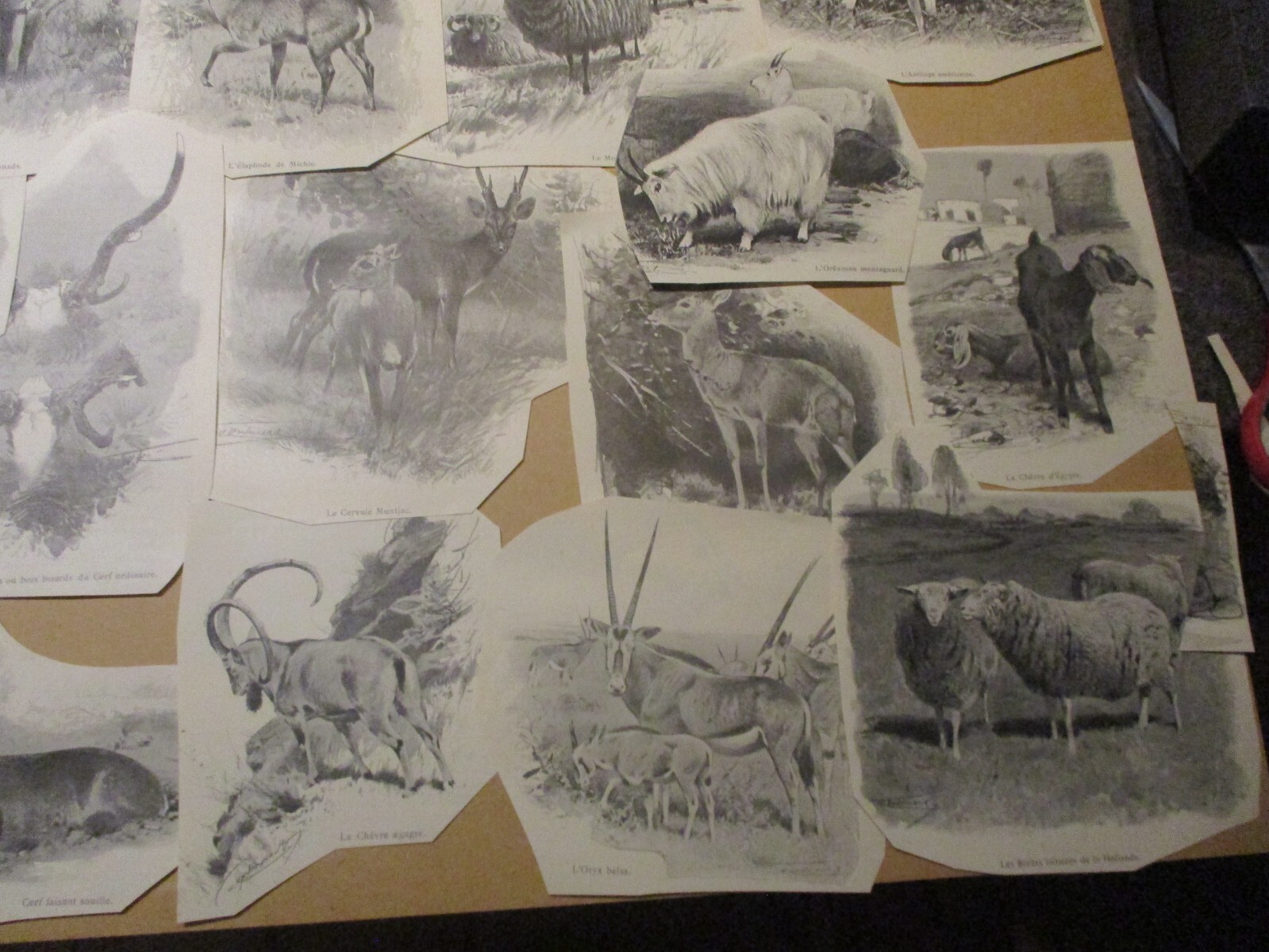 Picture 5 of 23