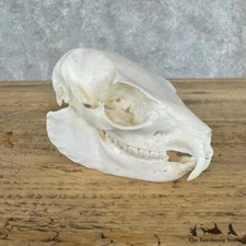 #29670 P | African Rock Hyrax Skull Taxidermy Mount For Sale