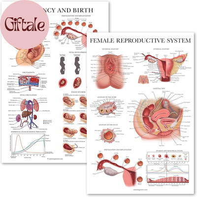 2 Pack - Female Reproductive Anatomy Poster + Pregnancy and Birth Anatomy Chart
