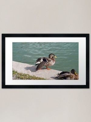 Ente streckt ihre Flügel gerahmt Ar gerahmt Wandbild Poster Leinwanddruck Bild