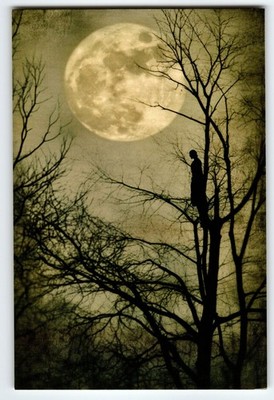 Vintage Photochrome Postcard Full Moon Silhouette Tree Scene 5.5x4''
