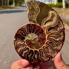 173G Rare! Natural tentacle ammonite crystal  specimen mineral treatment