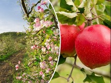 Malus domestica, manzana común, manzana doméstica, manzana roja - 10 semillas
