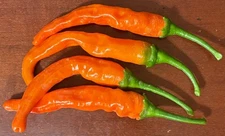 20x Orange Shishito Sweet 2025 | Non-GMO Organic Sweet Pepper Seeds | FREE SHIP