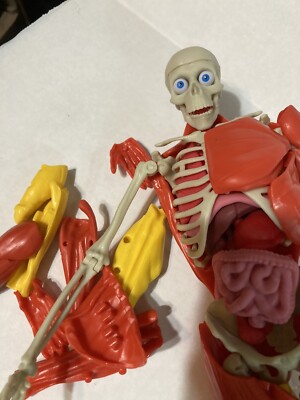 人体模型 KIKKERLAND 3D ANATOMIC PUZZLE MUSCLE MAN s-l400.jpg