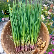 1000 Green Onion Seeds – Fast-Growing Bunching Scallion for Kitchen Herb Garden