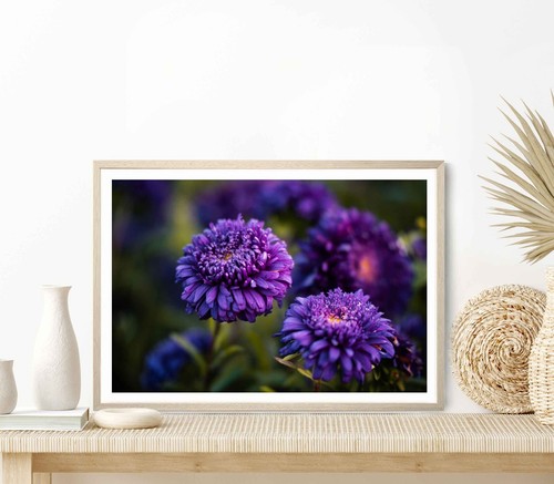Closeup Shot of a Callistephus Flower Poster Premium Quality Choose ...