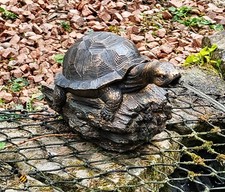 POND SPITTER TURTLE ON LOG GARDEN WATER FOUNTAIN FEATURE STATUE HOSE ORANMENT