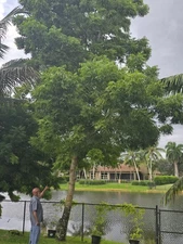 Organic Nigerian Neem Leaf  1/2 Oz