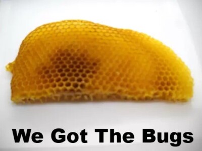 1 Freshly Dried Real USA Honeybee Natural Honeycomb + 15 Free Bees
