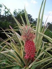 1 Variegated Pineapple Juicy Pineapple Ananas colossus Starter Plug