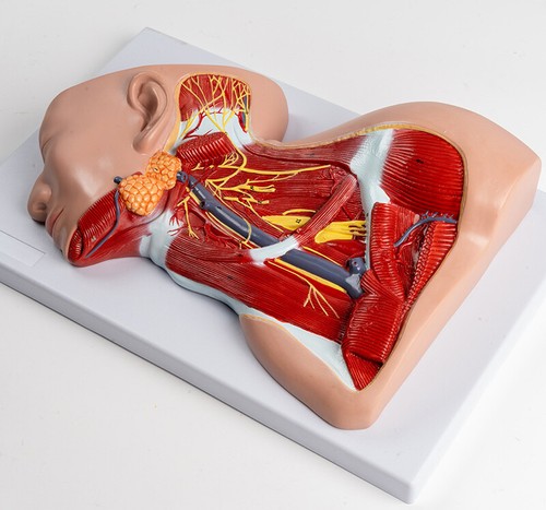 1:1 size Head and neck muscle vascular nerve medical anatomical model - Picture 18 of 24