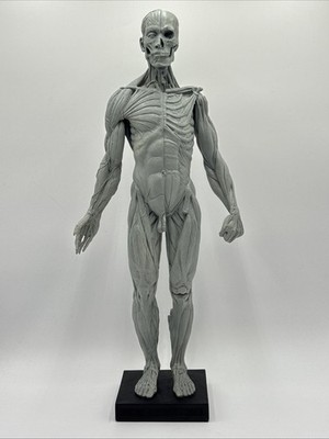 Andrew Cawrse Male Human Anatomy Model 2003 V2 219 Of 2000